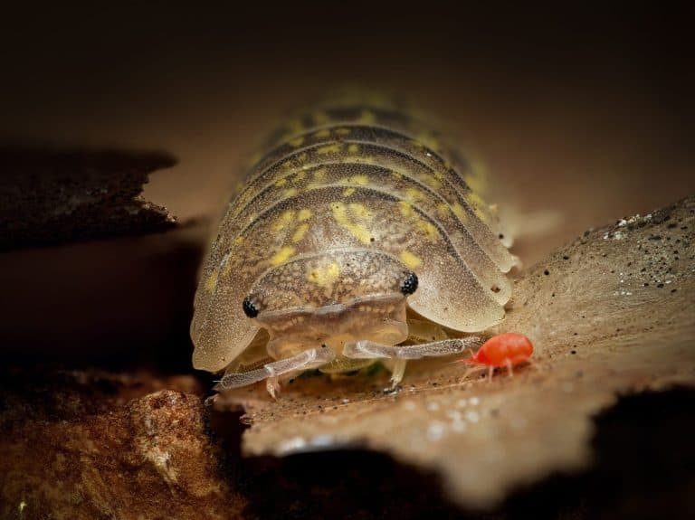 Macro close-up of Armadillidium ameglioi, a terrestrial isopod (Armadillidiidae) on bark. Detailed view of segmented plates, natural colors and microfauna habitat.
