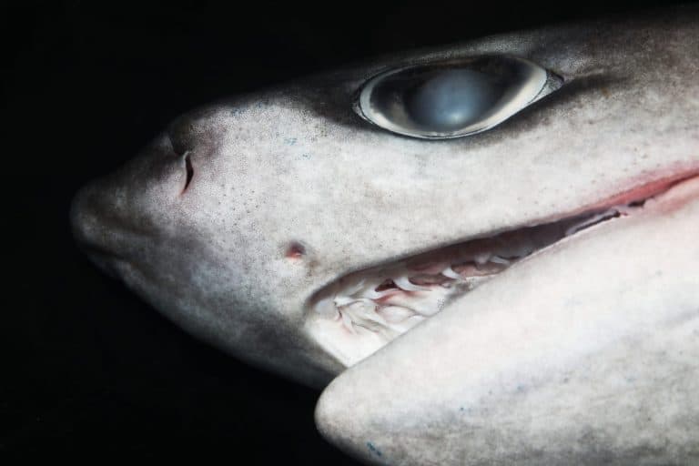 Sharpnose Sevengill Shark (Heptranchias perlo) fish face close up