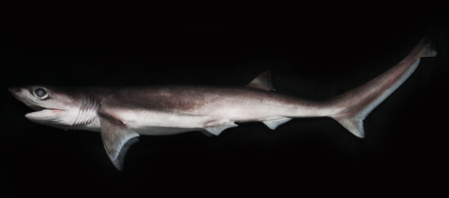 Sharpnose Sevengill Shark (Heptranchias perlo)