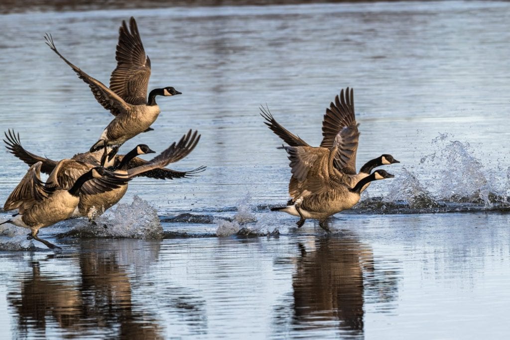 Flock of Canada geese take off in flight from a pond.