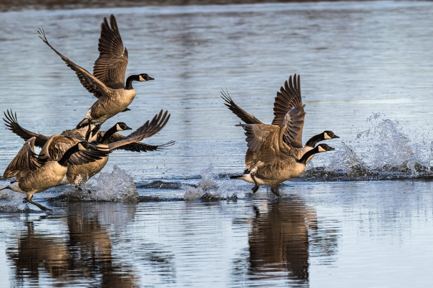 Flock of Canada geese take off in flight from a pond.