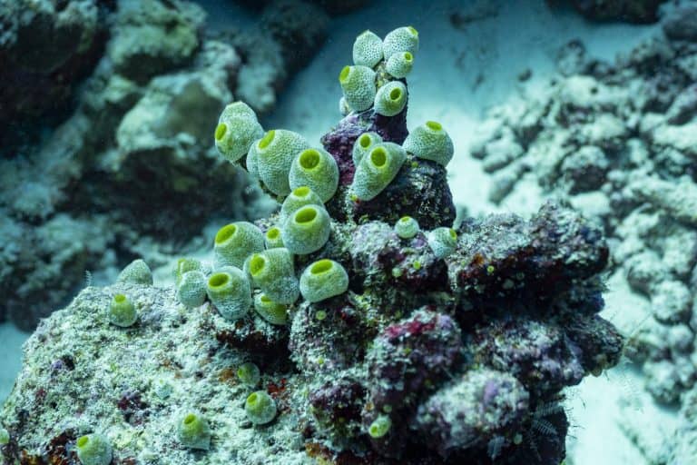 Tall urn ascidian, green barrel sea squirt or green reef sea-squirt (Didemnum molle) Fuvahmulah, Maldives