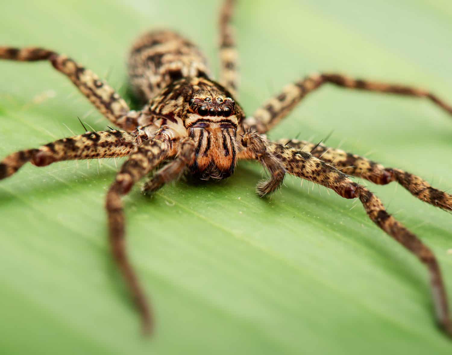 Australian Jungle Huntsman spider or Heteropoda jugulans.