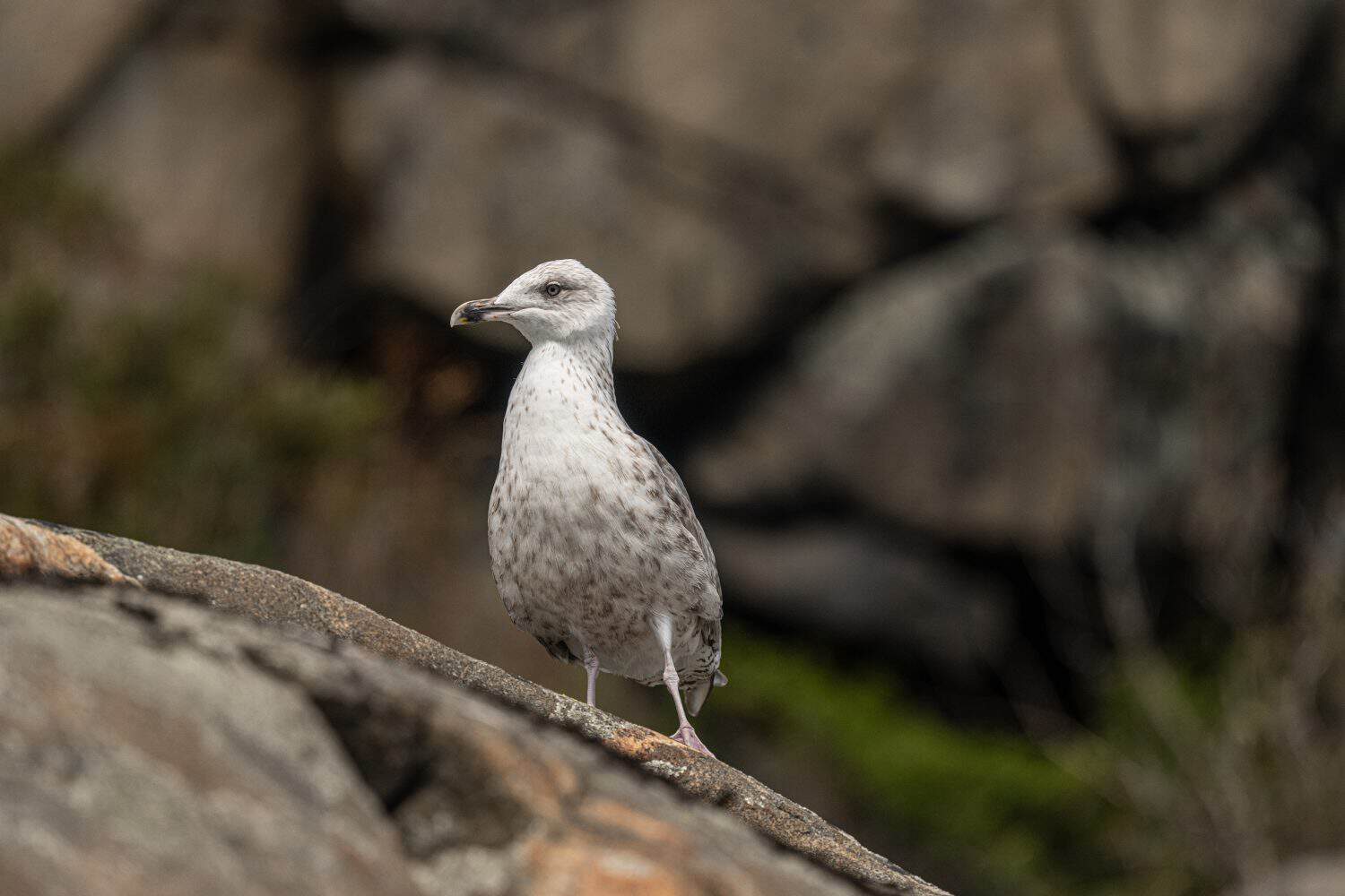 Juvenile herring gull Larus argentatus standing on rock