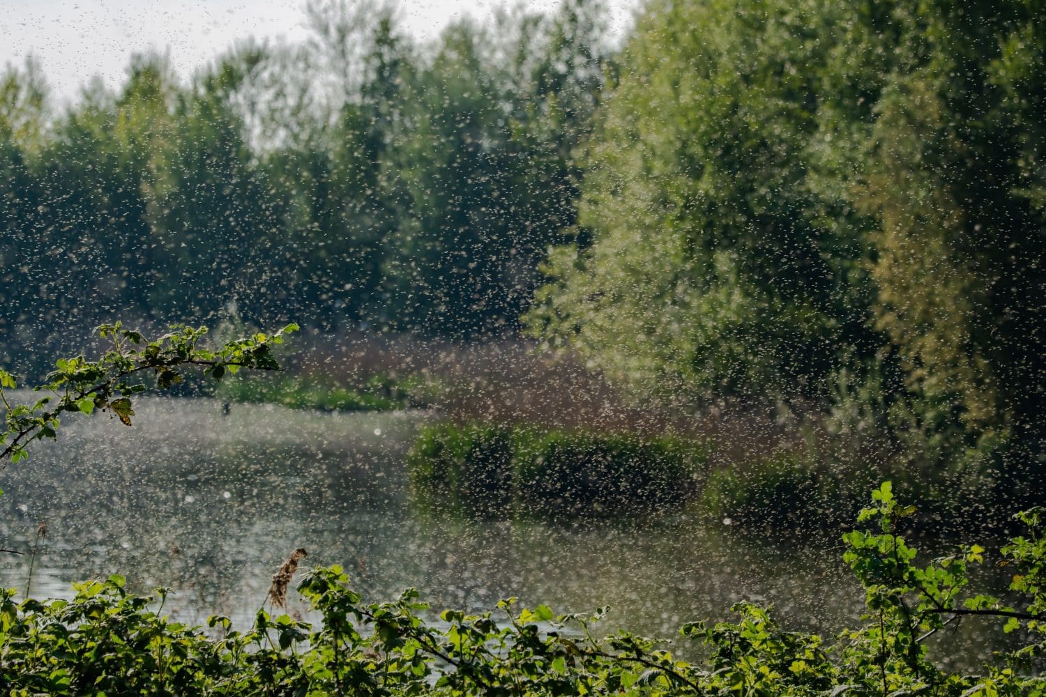 Atmospheric nature image showing a dense swarm of small insects drifting above a calm river surrounded by lush green trees. Sunlit particles fill the air, creating a dreamy and dynamic scene that