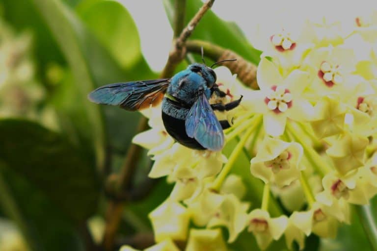 Close-up of a female blue carpenter bee (Xylocopa caerulea) perched on a Hoya australis flower