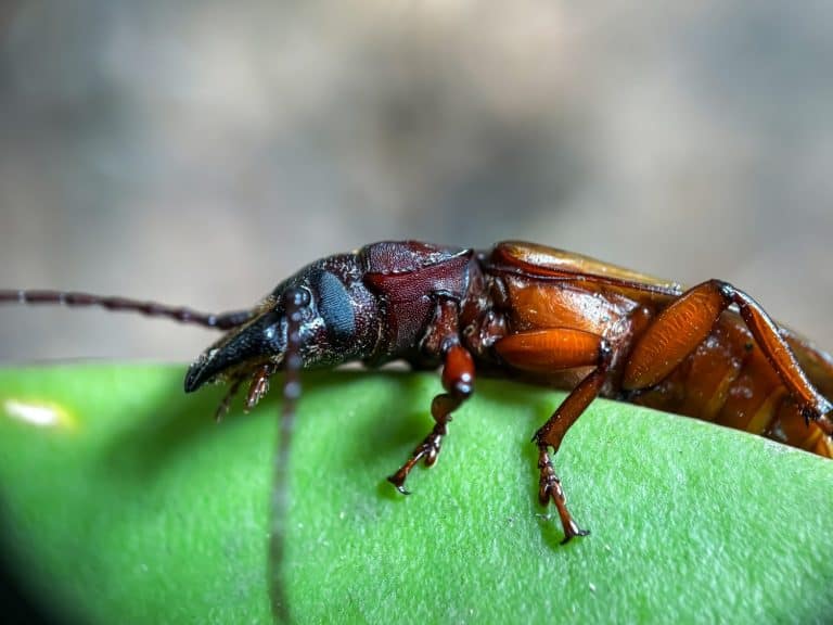 Close up of tomcat insect (Paederus fuscipes),tomcat or Rove Beetle