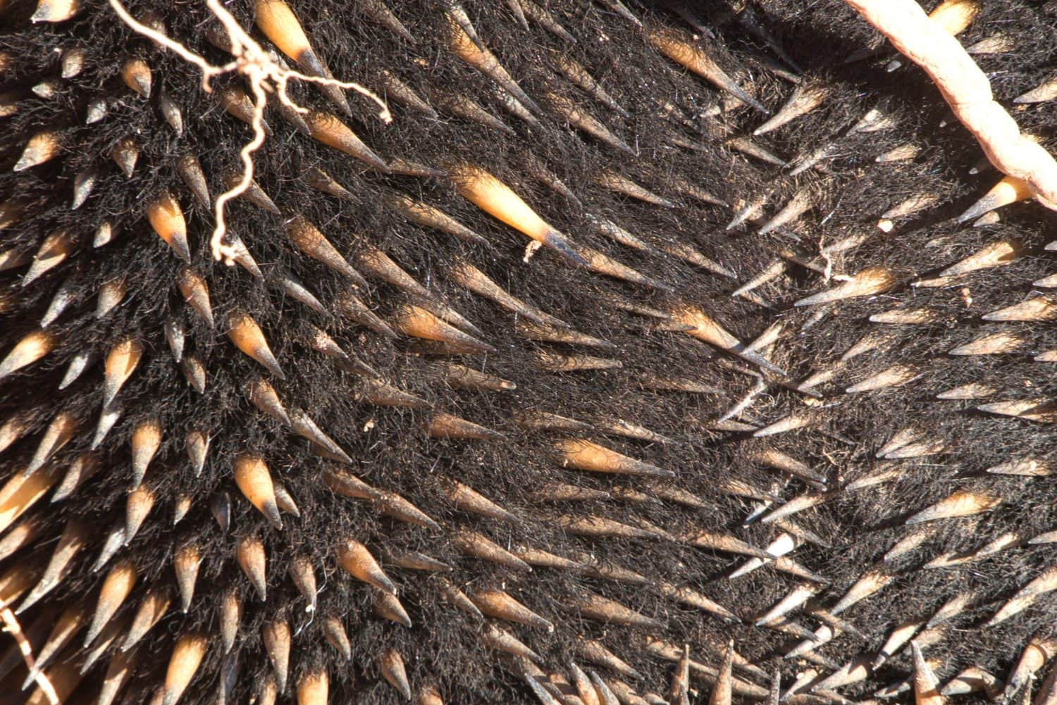 Title: The short-beaked echidna (Tachyglossus aculeatus) digging a hole