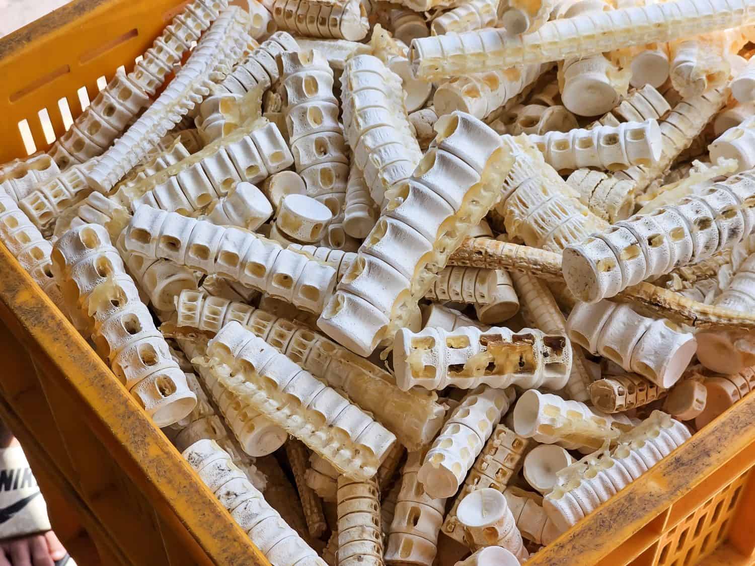 A close-up view of dried shark fish backbones, skeleton, cartilage, processed and cleaned, piled inside a yellow plastic crate in Indonesia, Batam