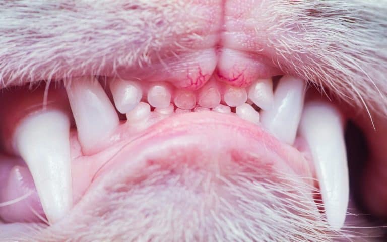 Dog mouth opened showing sharp canine teeth, small incisors and clean pink gums — healthy dentition close-up portrait. Thailand photography, no generative ai