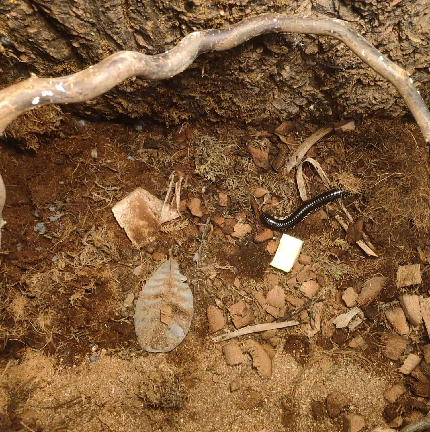 A black millipede navigates through a naturalistic vivarium floor consisting of moist soil, wood chips, and dried leaves. The scene captures the arthropod in a controlled environment designed to mimic a forest floor habitat.