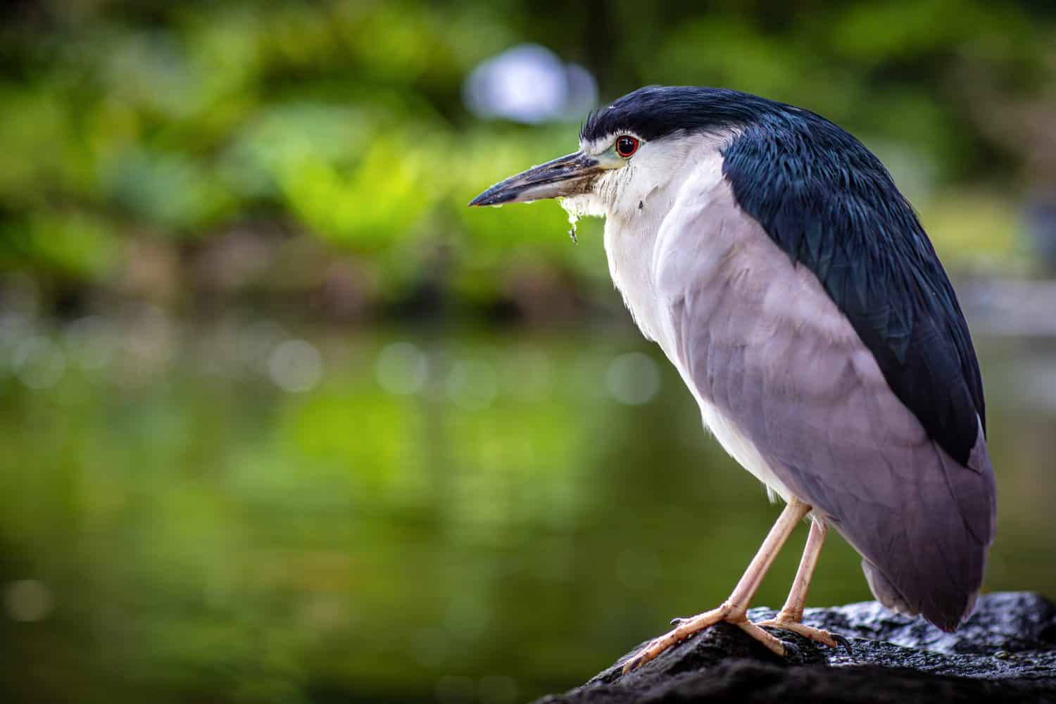 Black-crowned Night Heron (Nyctocorax nycticorax)