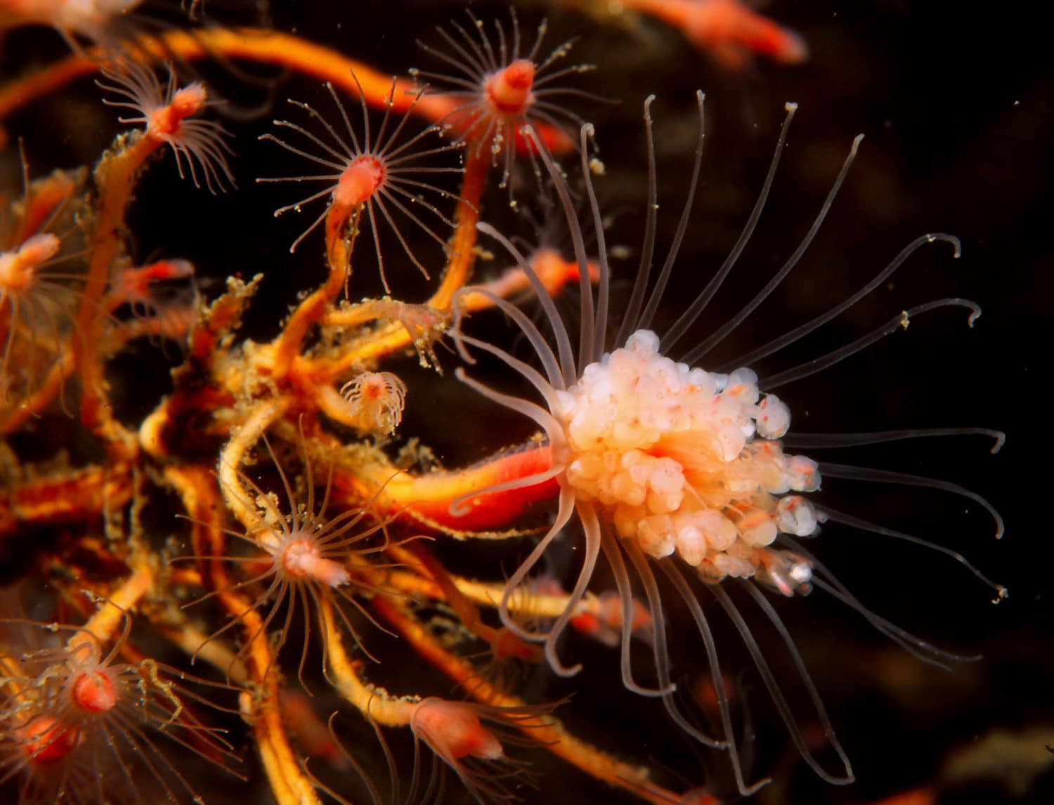 close up of delicate looking hydroids known as Oaten Pipe Hydroids