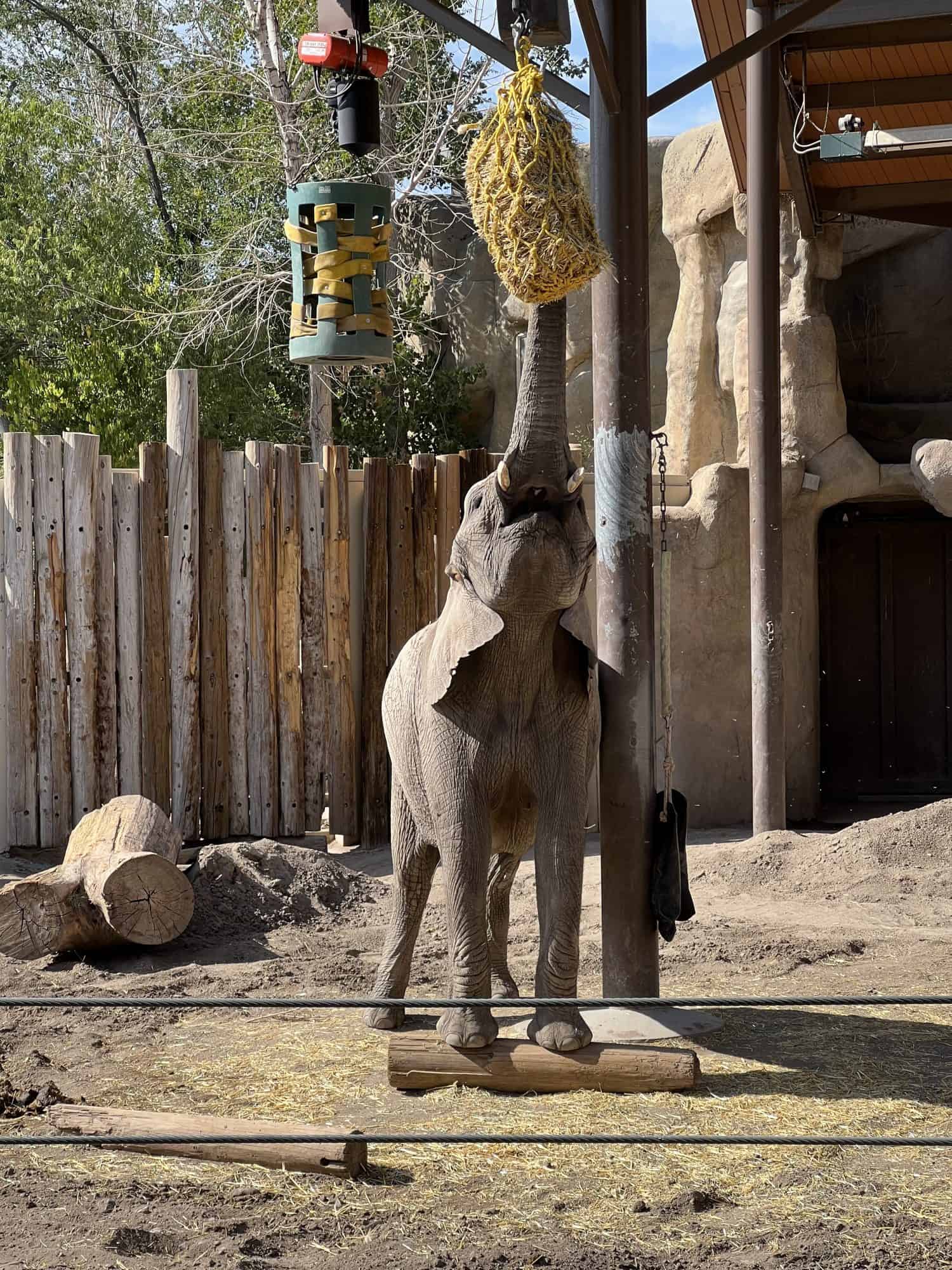 Elephant reaching its trunk upward inside a zoo enclosure.
