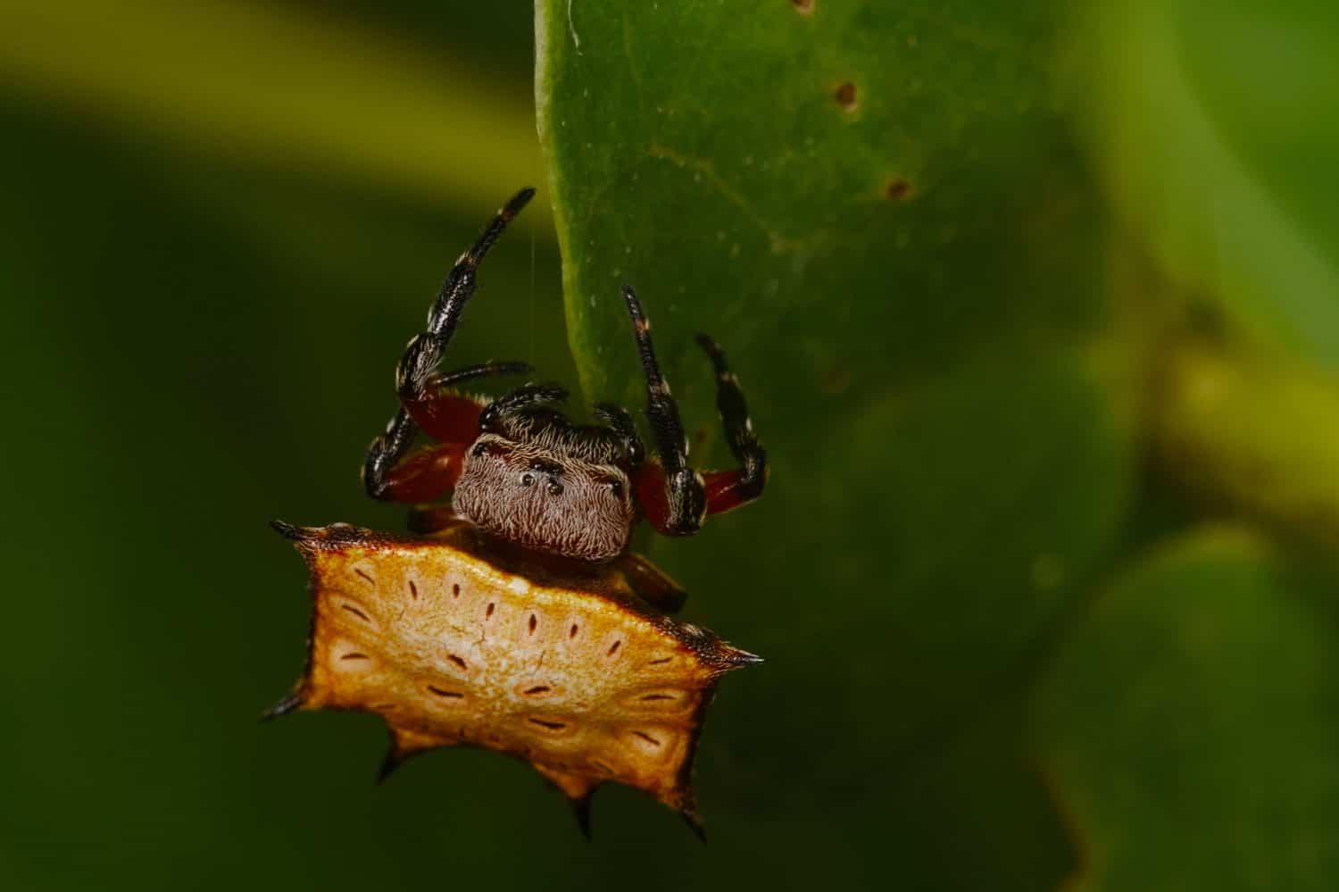 Vibrant macro photograph of a Biscuit Boxkite (Isoxya tabulata) hanging from a green leaf in Kosi Bay, KwaZulu-Natal. This distinctive araneid displays its characteristic flattened, star-shaped or biscuit-like abdomen in warm yellow-orange tones with dark spots and prominent spines, paired with dark banded legs. Captured with excellent detail and natural lighting, showcasing its unique morphology and striking appearance. Ideal for spider, arachnid, macro nature, biodiversity, and African wildlife collections. Photographed in April 2025 in KwaZulu-Natal, South Africa.