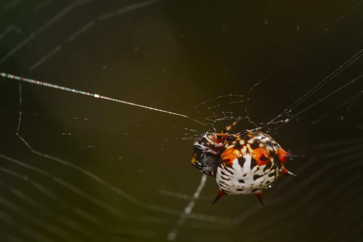 Beautiful macro photograph of a Shield Boxkite (Isoxya stuhlmanni) positioned on its delicate orb web in Kosi Bay, KwaZulu-Natal. This striking araneid displays its distinctive shield-shaped, spiny abdomen with intricate white, black, and orange-red patterning. Captured with excellent detail and soft bokeh, highlighting the spider’s ornate morphology and the subtle iridescence on the silk threads. Ideal for spider, arachnid, macro nature, biodiversity, and African wildlife collections. Photographed in April 2025 in KwaZulu-Natal, South Africa.