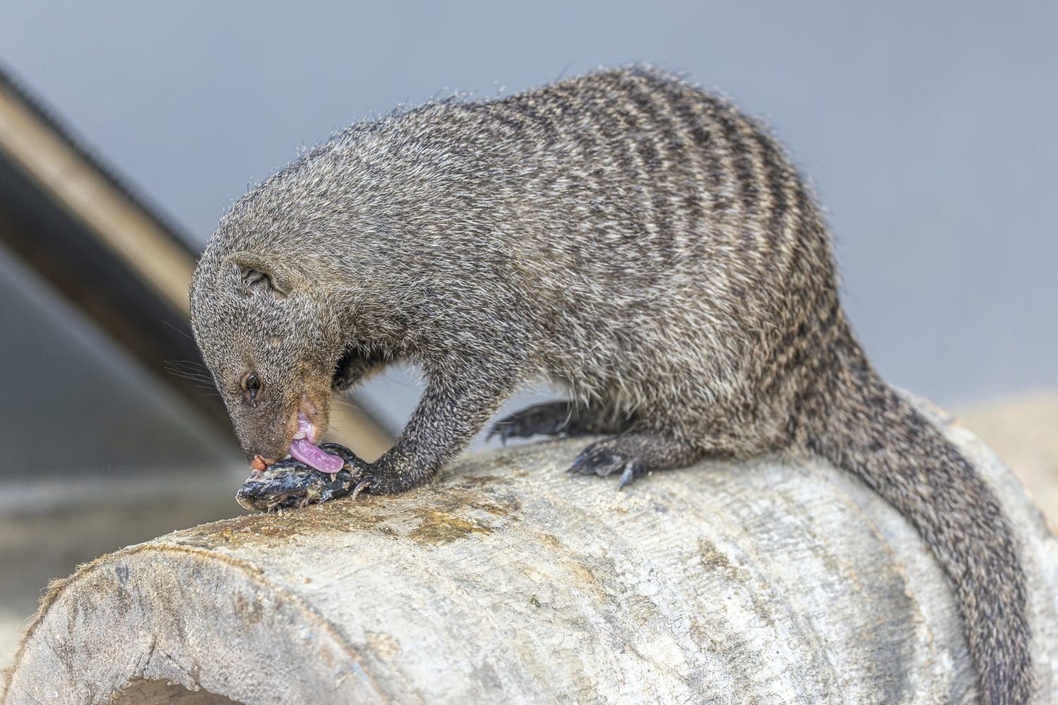 The banded mongoose (Mungos mungo) is a mongoose species native from the Sahel to Southern Africa. It lives in savannas, open forests and grasslands and feeds primarily on beetles and millipedes.