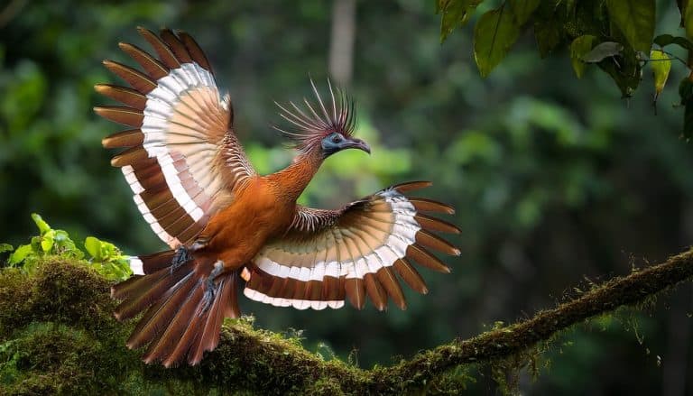 Flying Hoatzin (Opisthocomus hoazin) with crest raised in the Amazon rainforest at Ecuador, South America.