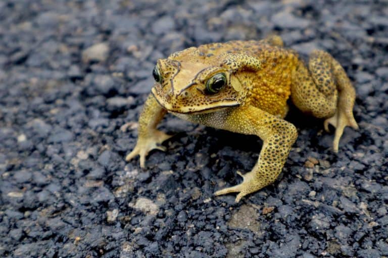 Selective focused of Asian Common Toad Amphibian on Dark Pavement Background.