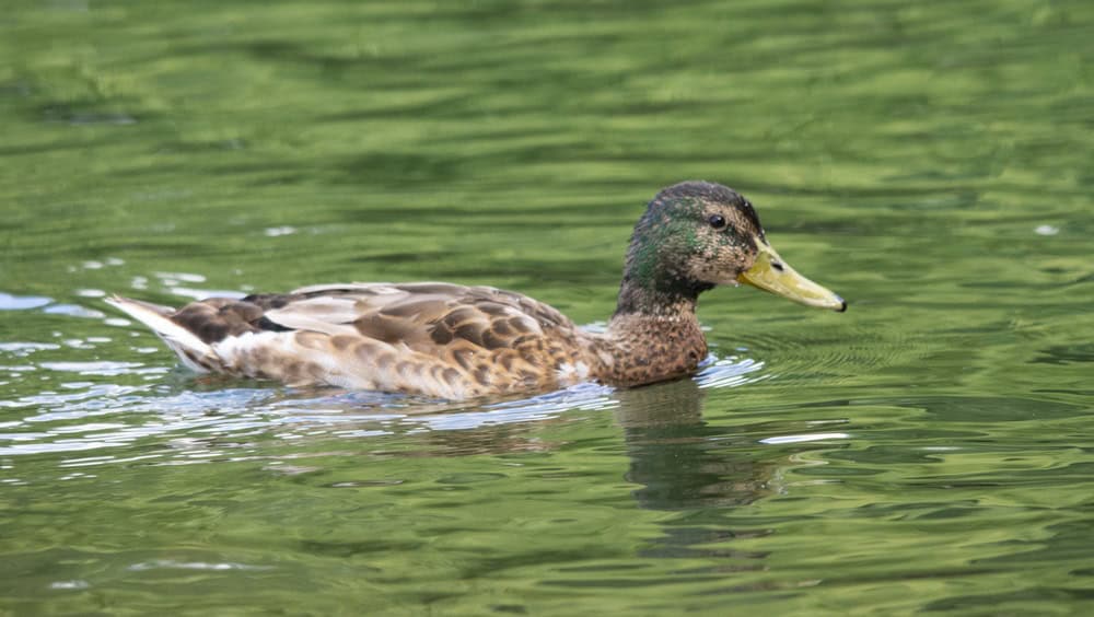 A male mallard duck in eclipse plumage swimming peacefully in calm, green water during a bright day.
