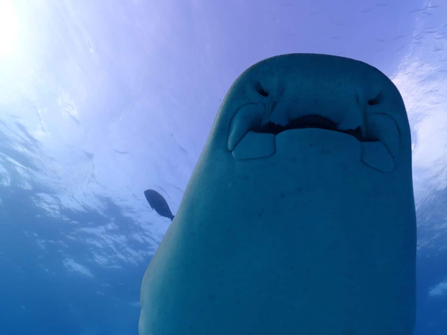 Dramatic underside portrait of nurse shark (Ginglymostoma cirratum) against sunlit ocean surface.