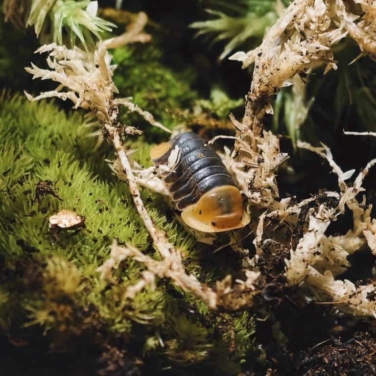 A little duck-faced Rubber Ducky isopod relaxing in its terrarium.