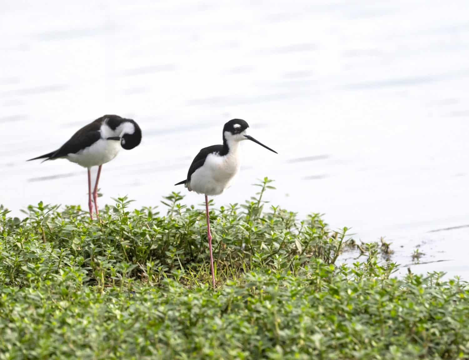 Black-necked Stilt (Himantopus mexicanus) feeding in a marsh area, Austin, Texas
