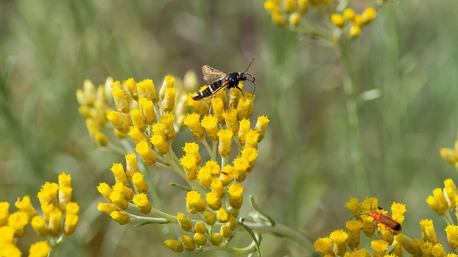 (Pyropteron chrysidiformis) A fiery clearwing, beautiful small moth adorned with bright orange margins to the forewings attracted by the scent of an everlasting flower(Helichrysum 'Schwefellicht')