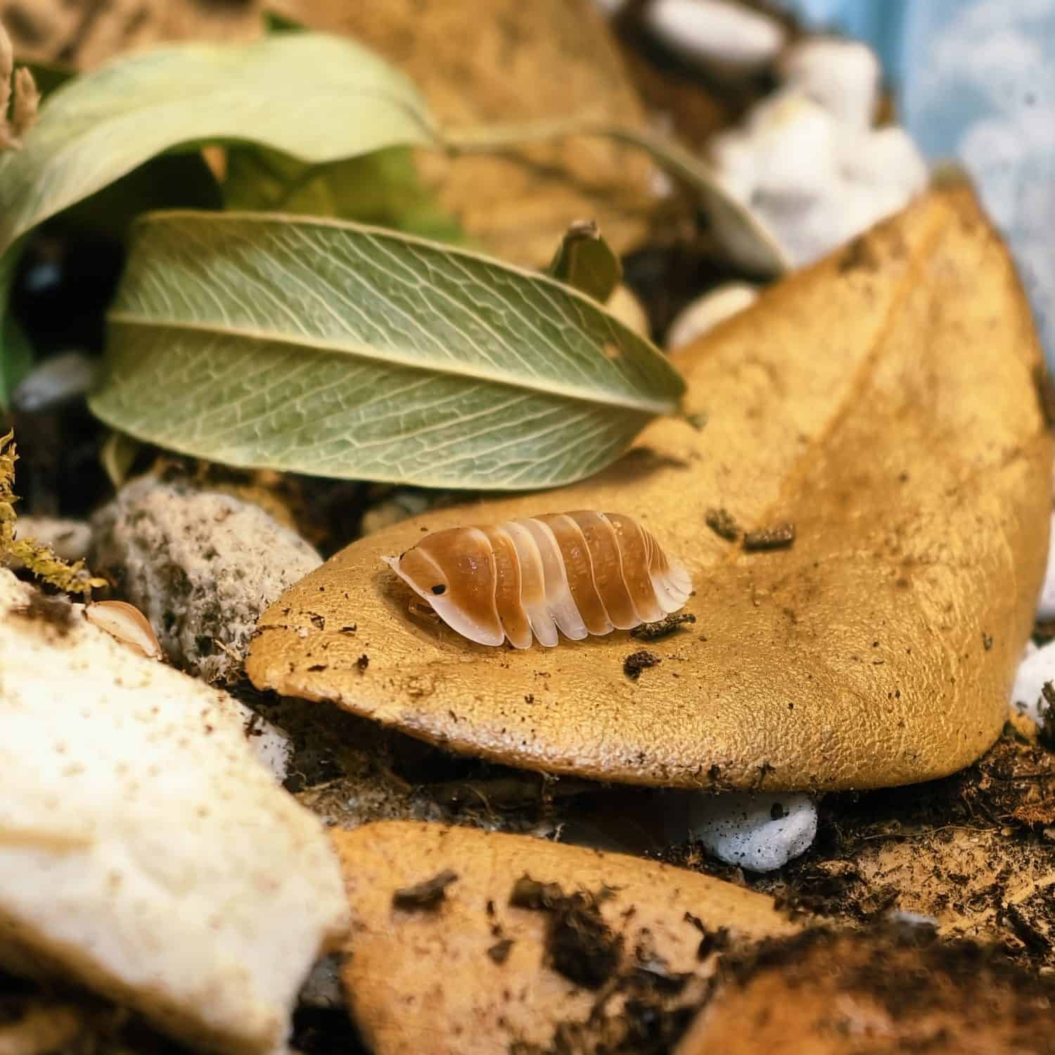 A charming Cappuccino Orange isopod resting peacefully on a dry leaf in its terrarium.