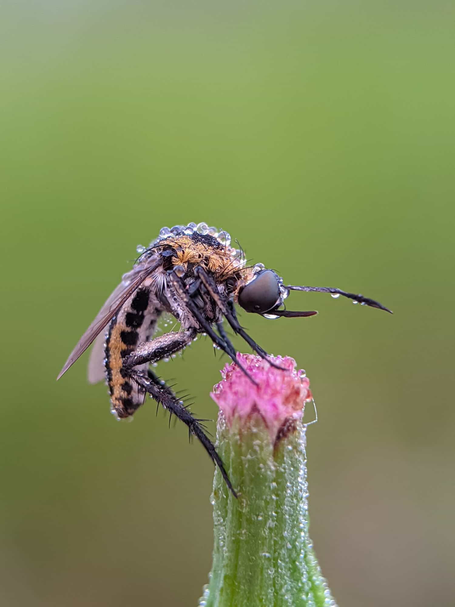 a very beautiful Toxophora was perched on a wild grass flower