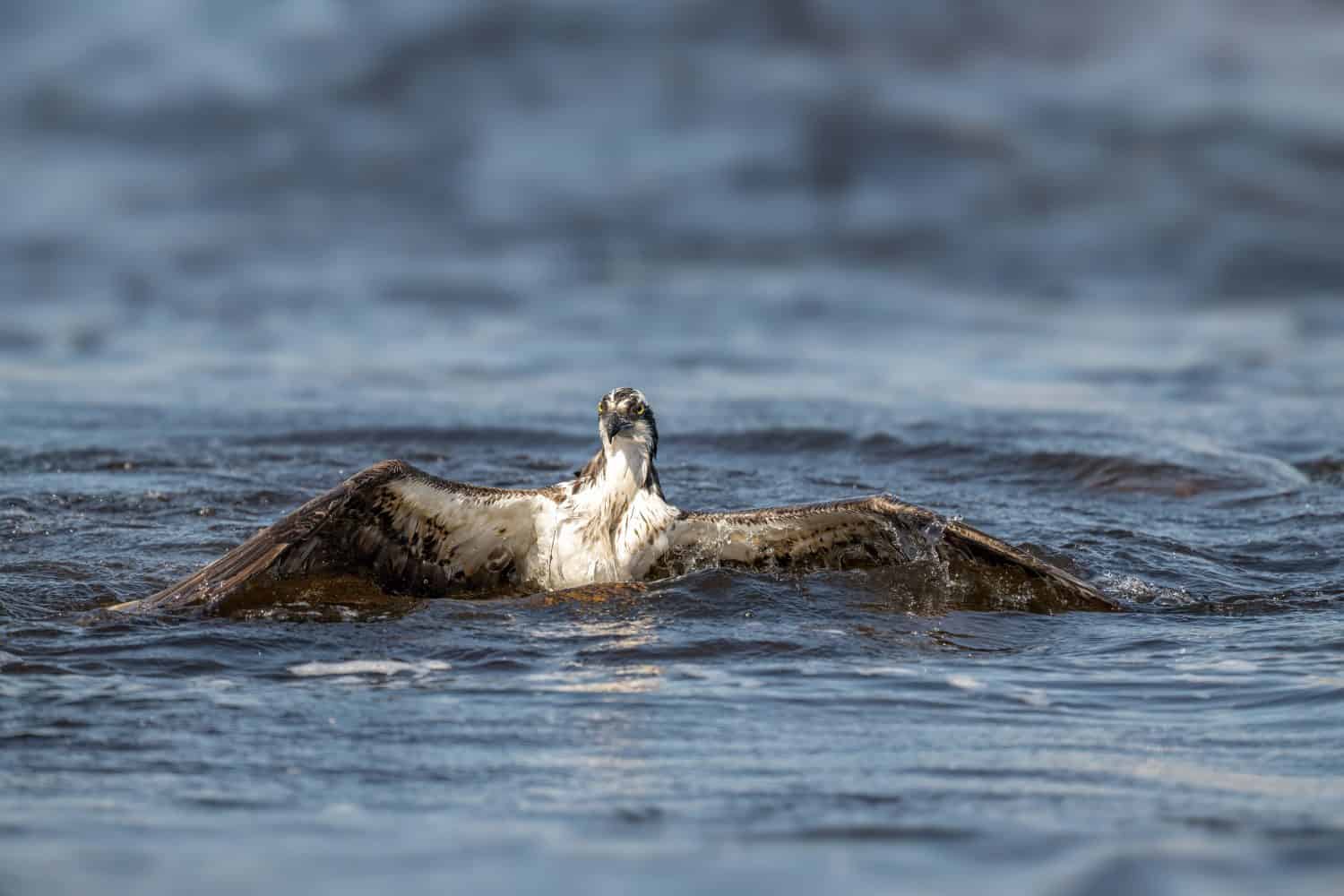 Osprey (Pandion haliaetus) catching fish over water in its natural habitat, showcasing powerful hunting behavior and impressive flight.
