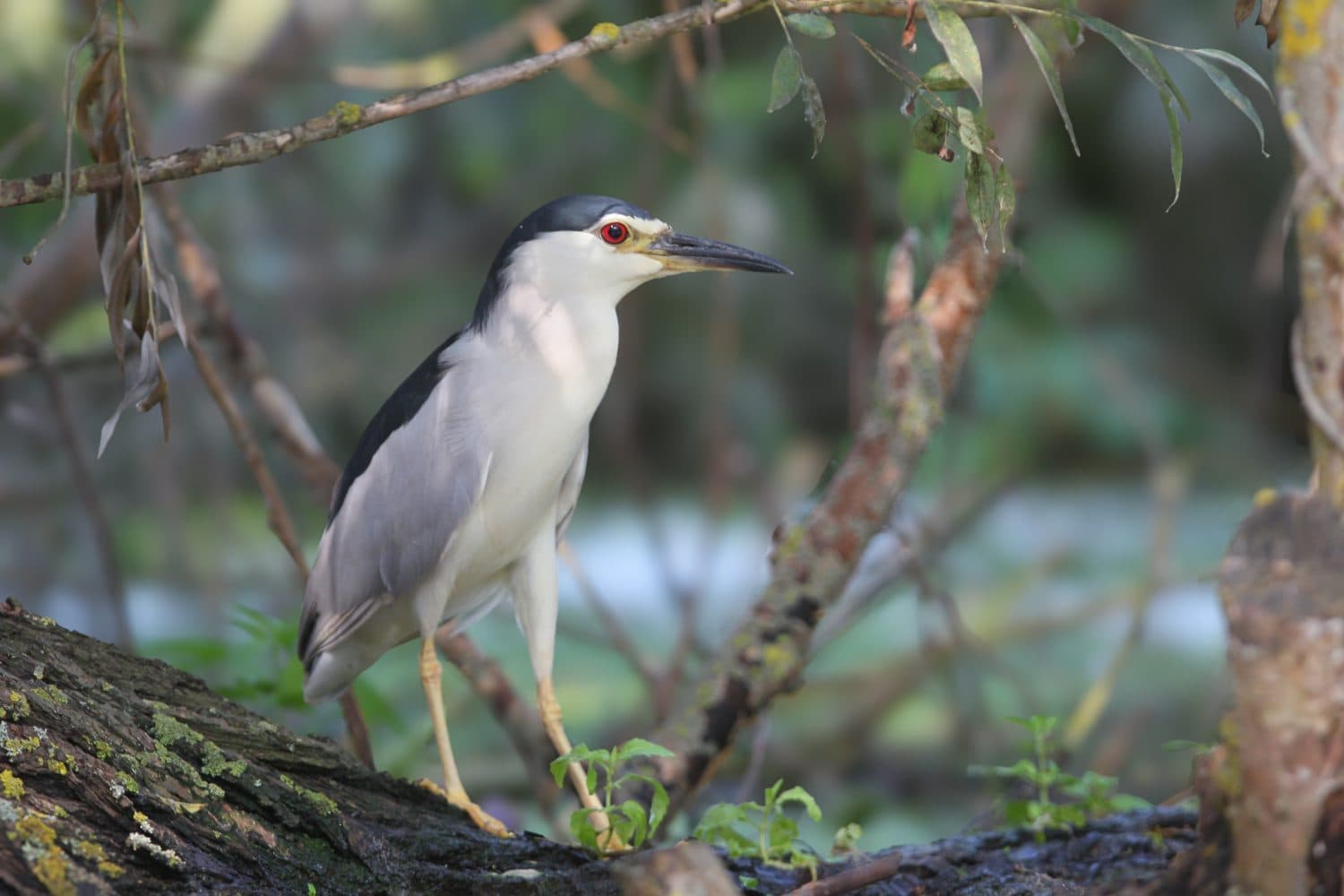 Black-crowned Night Heron [Nycticorax nycticorax] with red eyes standing on a mossy log, side view.