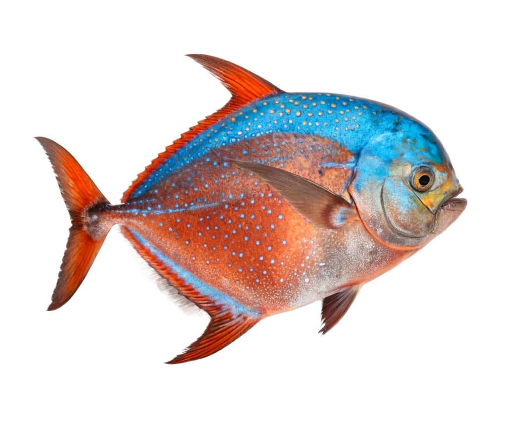 Opah Fish Brilliant Metallic Blue And Orange Circ Isolated On White Background