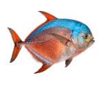 Opah