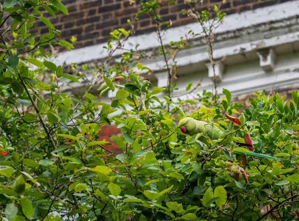 A vibrant green ring-necked parakeet sits on a garden twig in front of a classic brick residential townhouse in Greenwich London England.