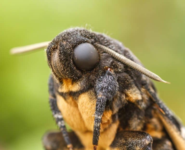 Sphinx of the skull. Butterfly death. Acherontia atropos.