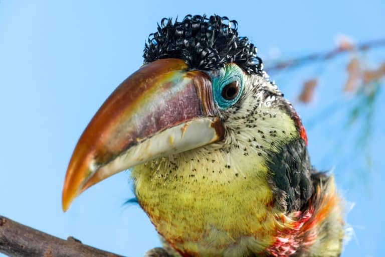 Curl-crested Aracari