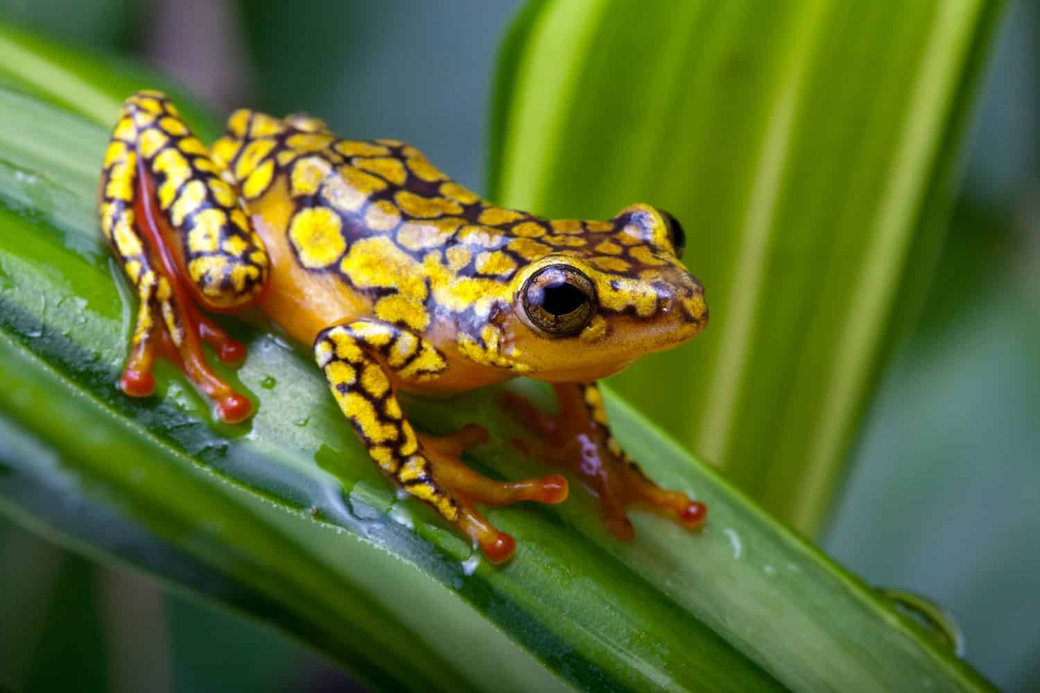 Harlequin Poison Dart Frog or Dendrobates histrionicus