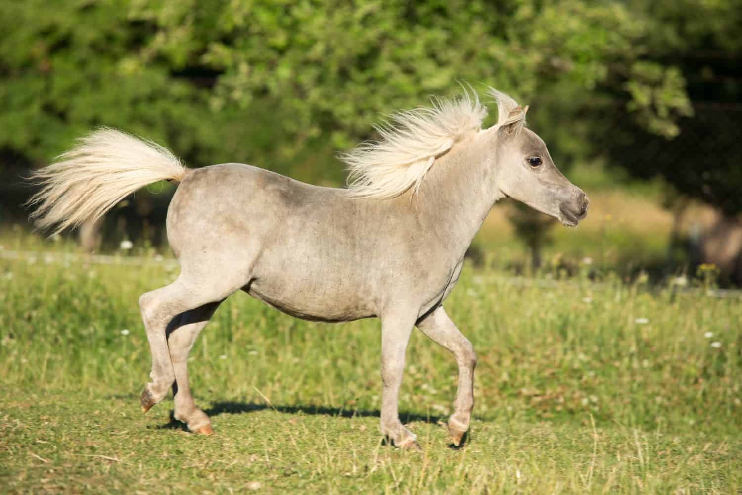 Portrait of a running American Miniature Horse foal