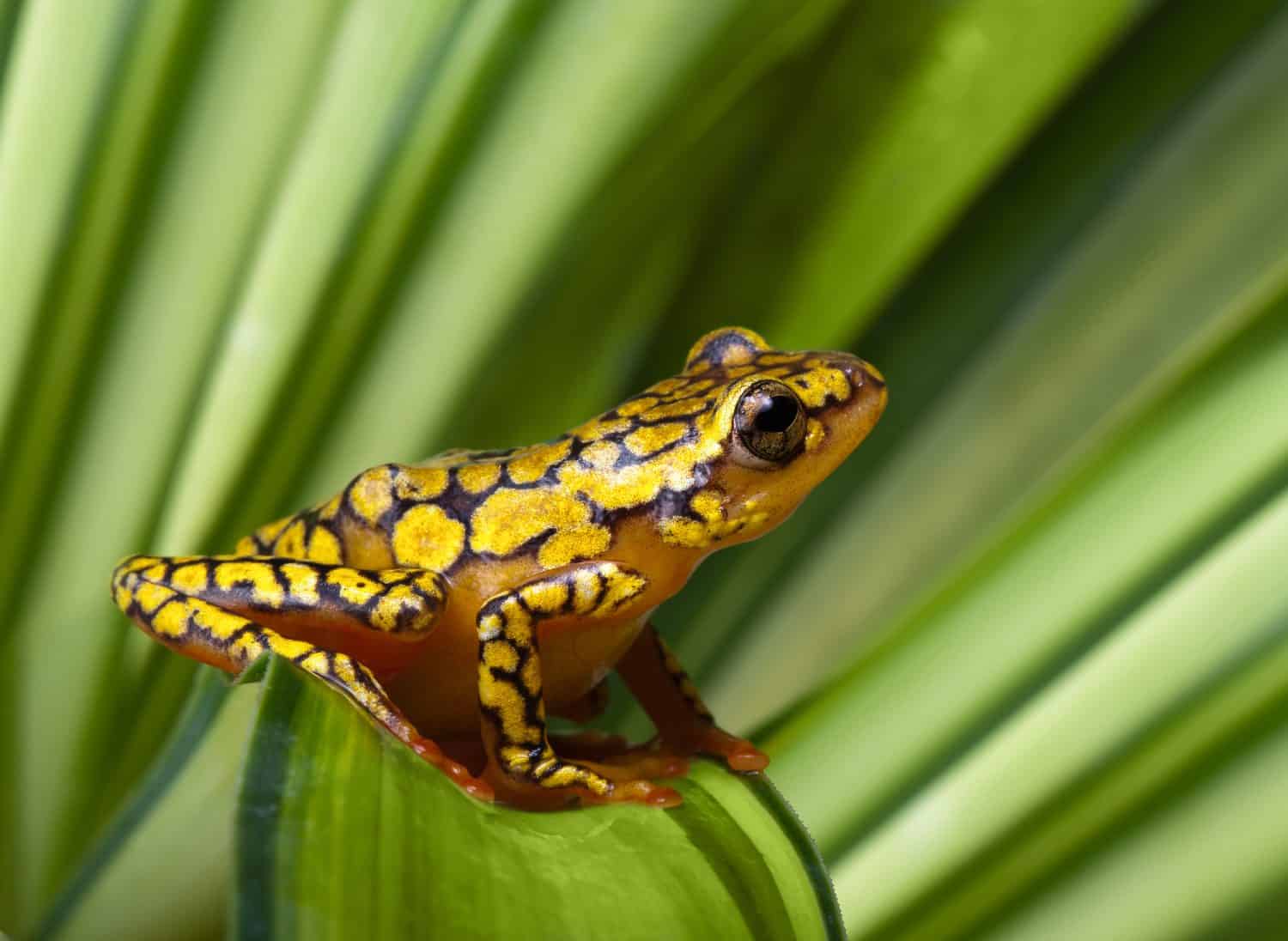 Harlequin Poison Dart Frog or Dendrobates histrionicus