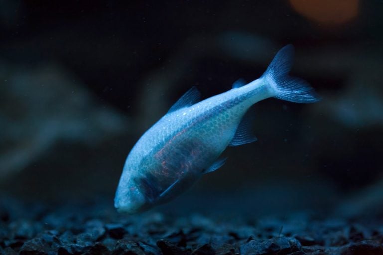 Mexican tetra (Astyanax mexicanus), also known as the blind cave fish. Wild life animal.