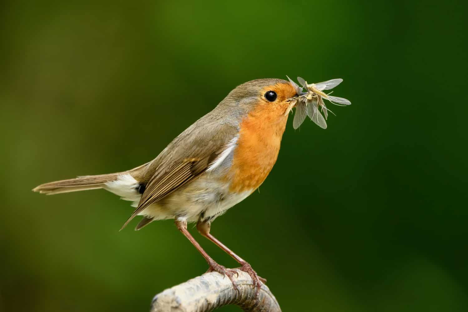 A robin catches a mouthful of mayflies.