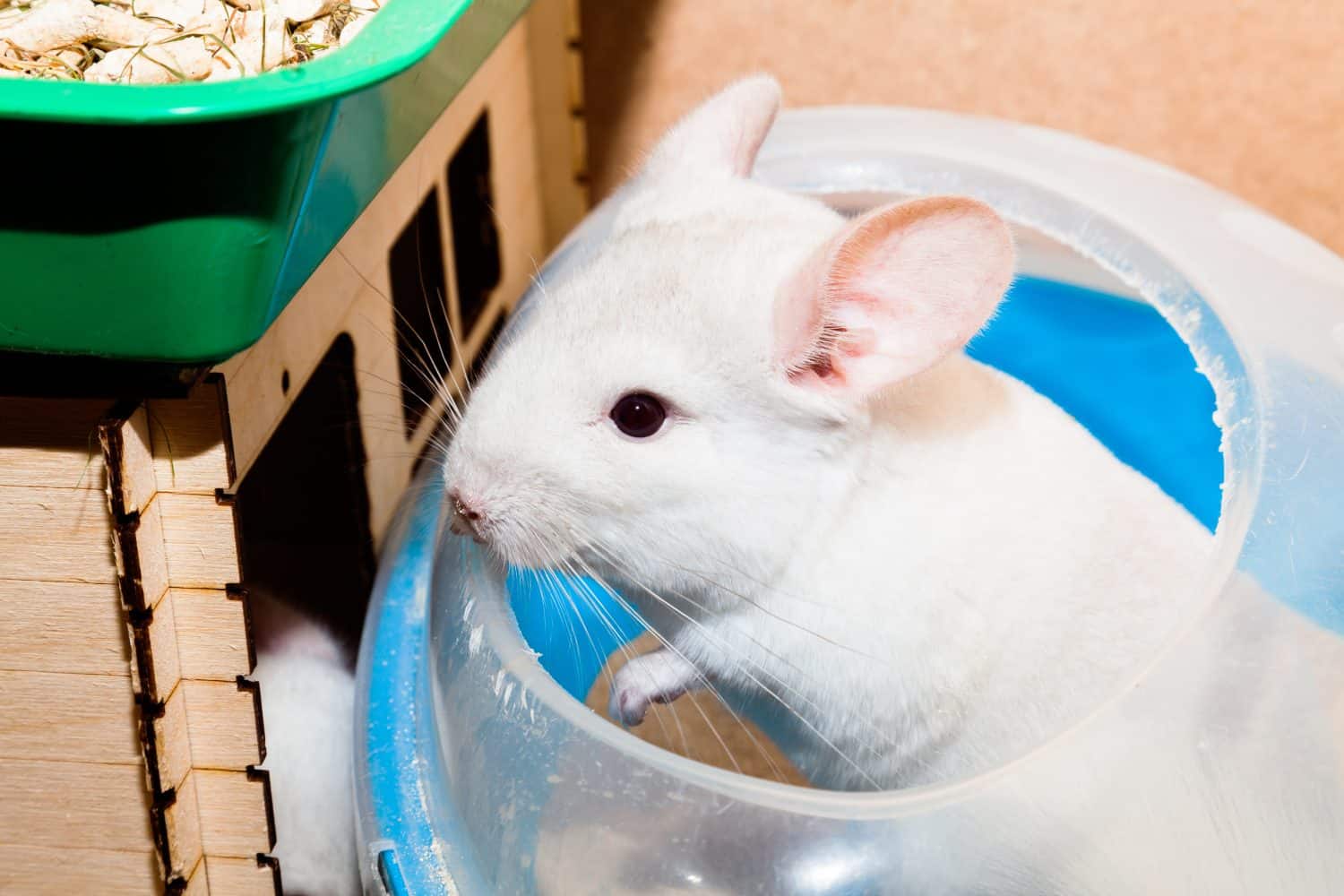 Little white chinchilla sitting in a bathing