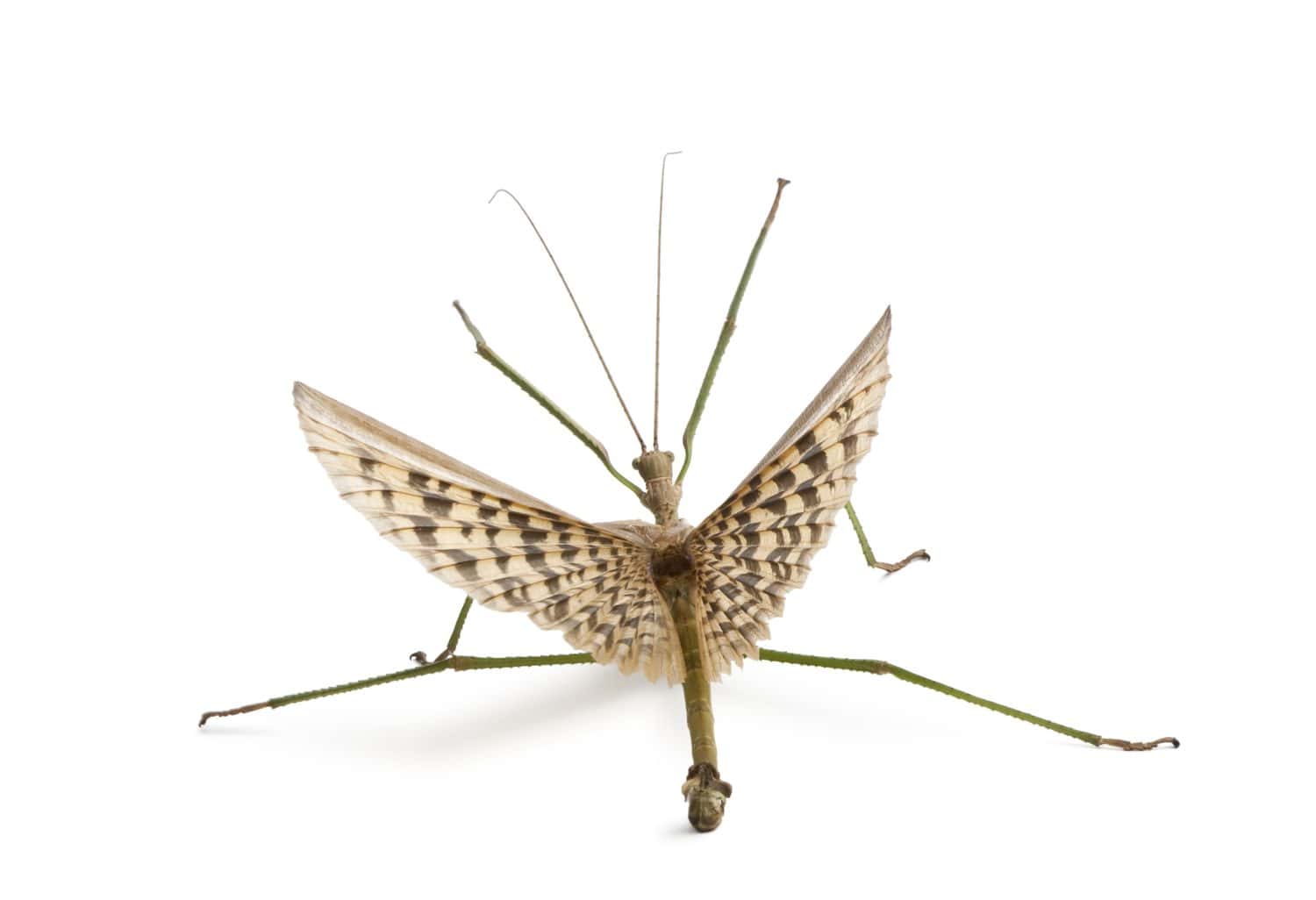 Male adult of Phasma gigas in front of white background