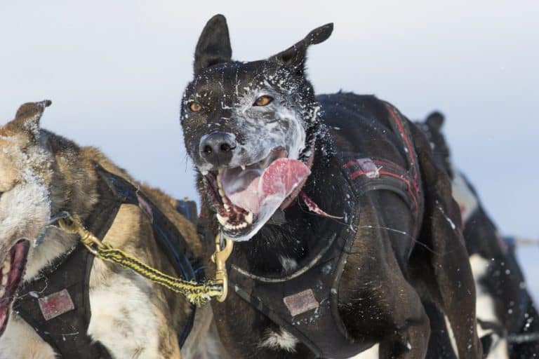Dog sledding race in Quebec, Canada