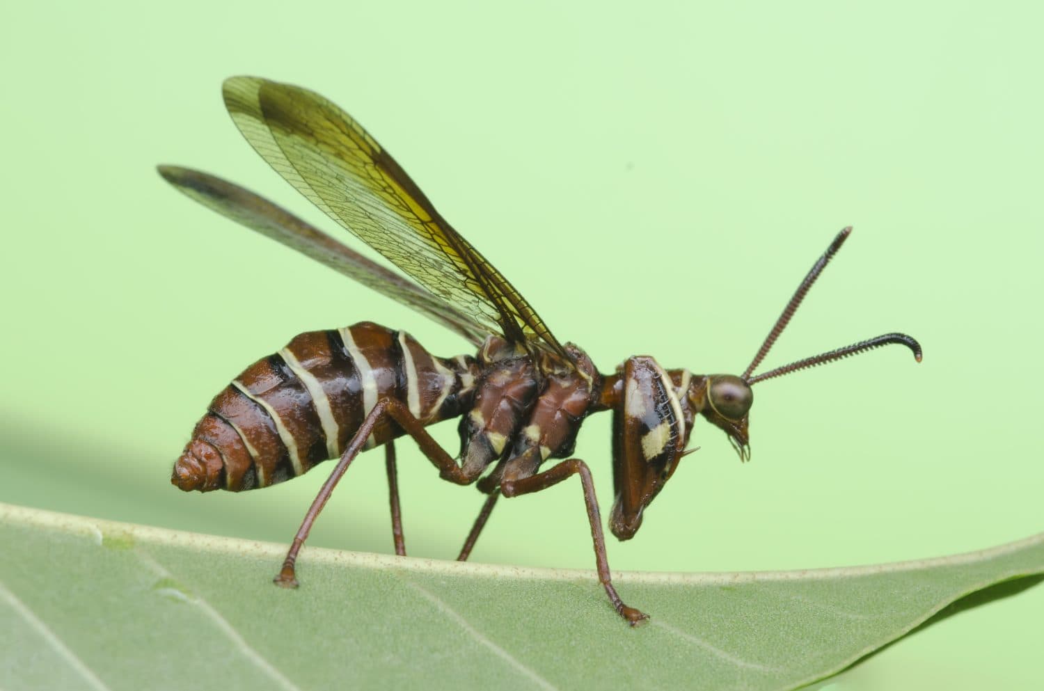 Wasp mantidfly on leaf.