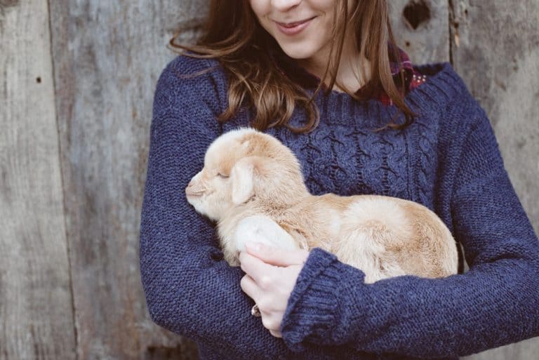 Cute baby goat in young adult woman hands