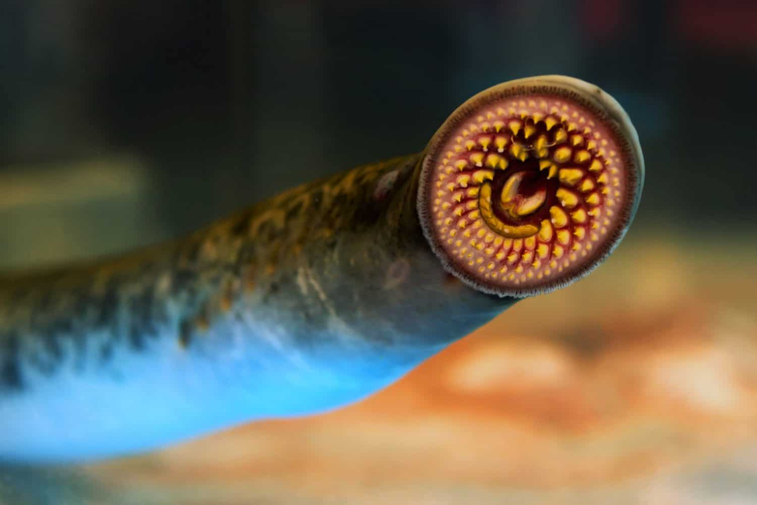 river lamprey close up  a species of parasitic  predatory  jawless fish , lampern  lampetra in Galicia Spain