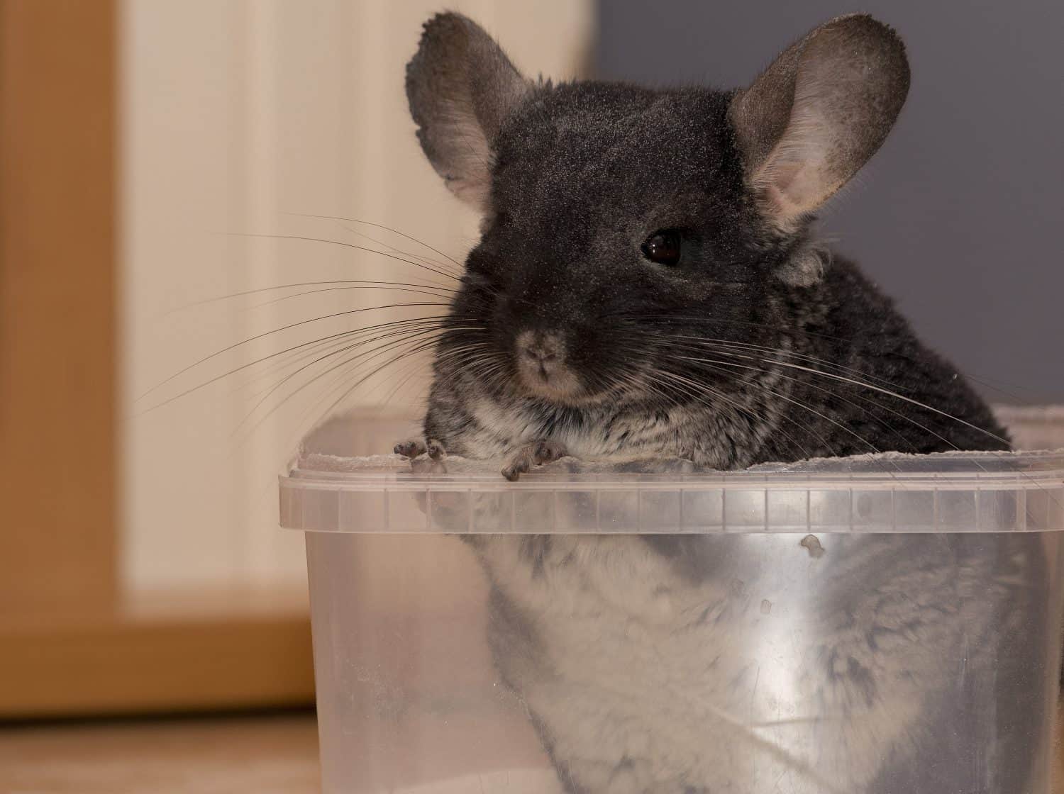 Chinchilla taking dust bath at home