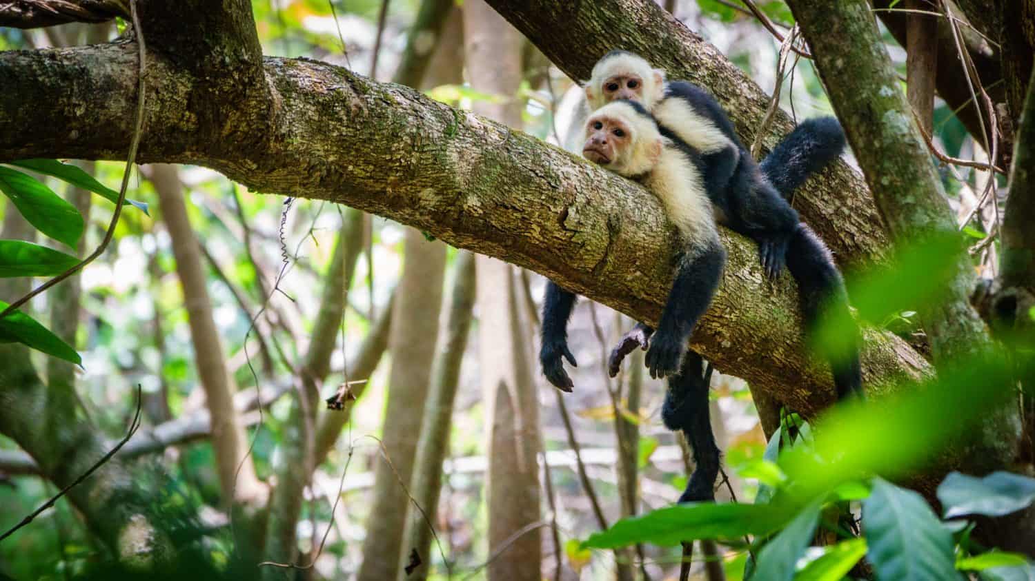 White faced capuchin monkeys sit on a branch in the treetops of a dry forest in Costa Rica.